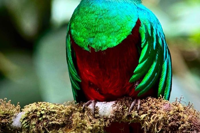 Monteverde: Birdwatching Tour with Guide