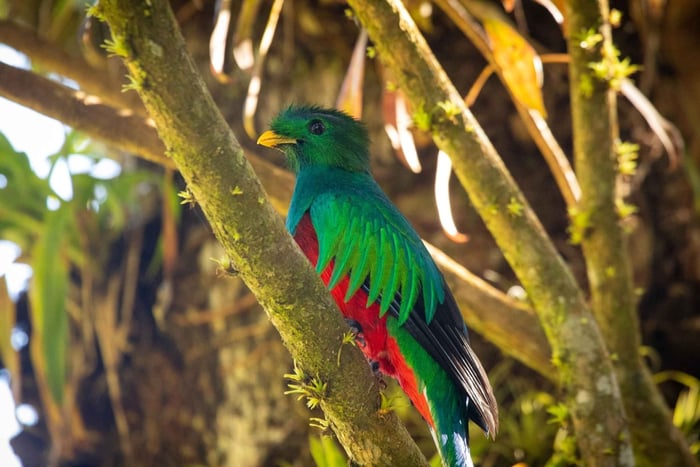 Rondleiding door het nevelwoud van Monteverde met een deskundige naturalist