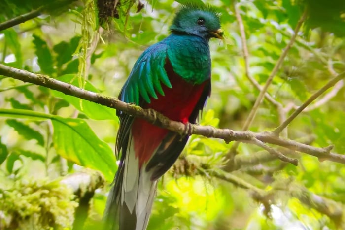 Monteverde: passeggiata guidata nella foresta pluviale