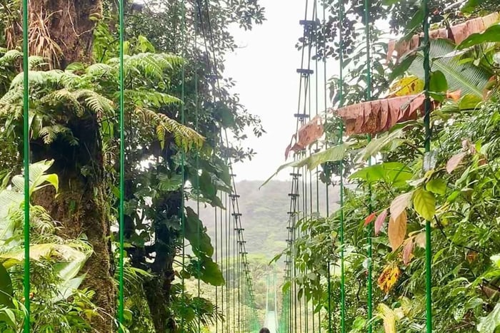 Monteverde: Cloud Forest Hanging Bridges Guided Tour