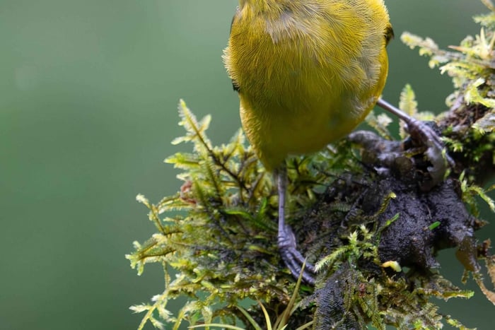 Monteverde: Excursão Fotográfica da Vida Selvagem na Floresta das Nuvens