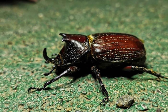 Monteverde: Tour de Café y Chocolate con Caminata Nocturna