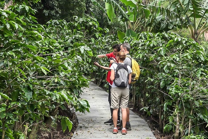Monteverde: Coffee, Chocolate, and Sugar Cane Day Trip