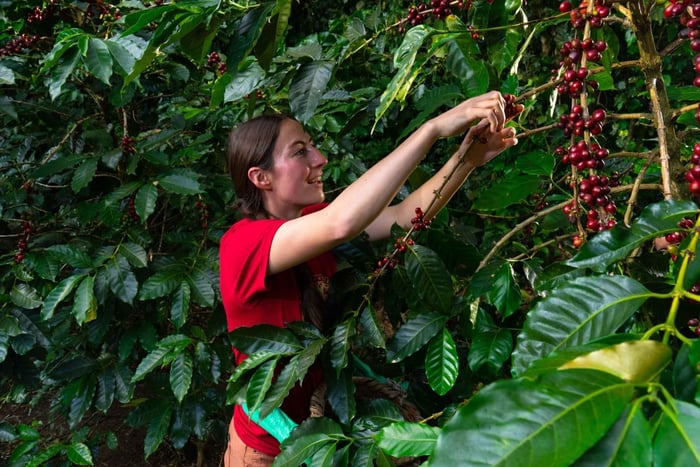 Monteverde: Coffee Farm & Roastery Tour with Tasting