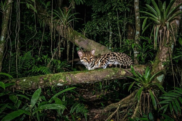 Monteverde: Finca Lantana – Wanderung bei Sonnenuntergang und bei Nacht