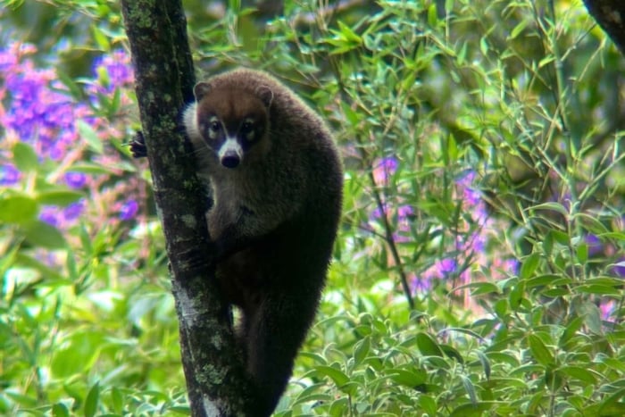 Monteverde: Guidet naturhistorisk vandretur i tågeskoven