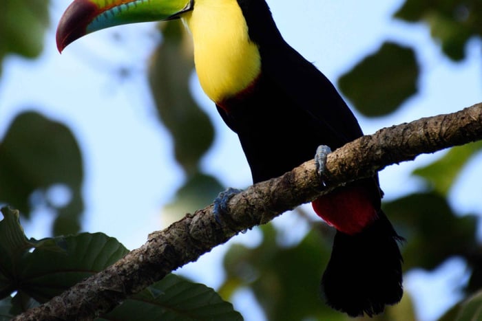 Monteverde : Looking for Toucans, a Birdwatching Experience