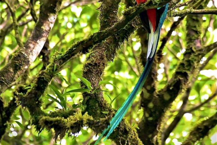 Monteverde: tour para amantes de la naturaleza y el bosque nuboso
