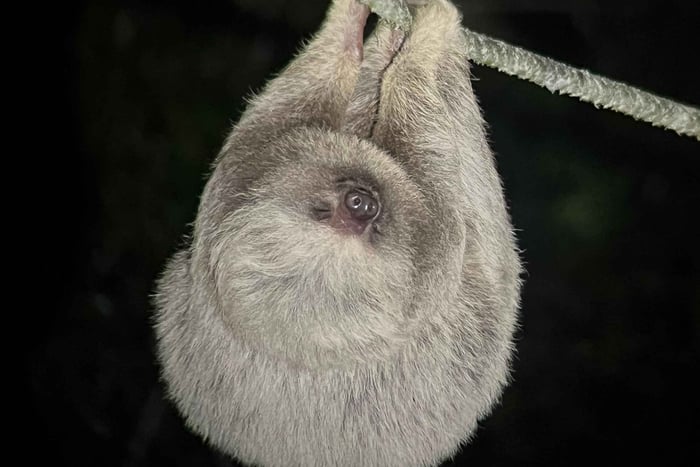 MONTEVERDE: Night sightseeing tour in the Cloud Forest (small groups)
