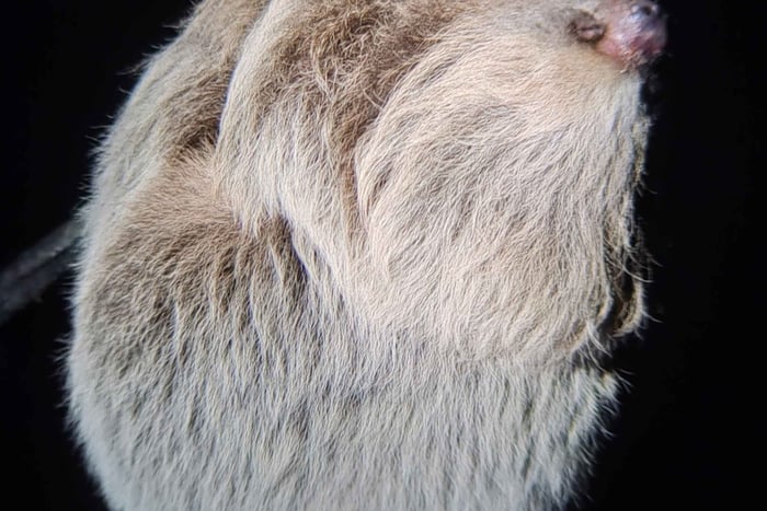 Monteverde: Night Walk, Guided Wildlife Tour