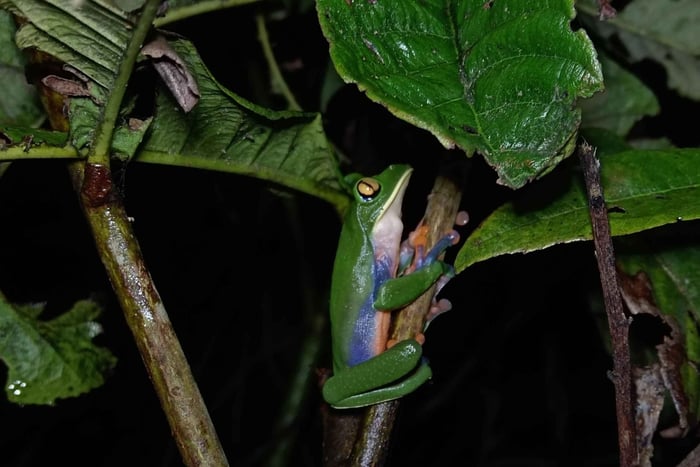 Monteverde: Passeggiata notturna nella foresta con una guida
