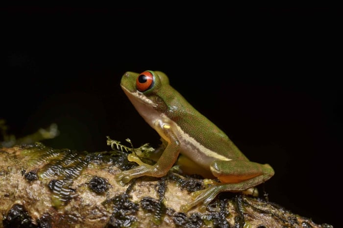 Monteverde: Night Walk with a Local Nature Guide