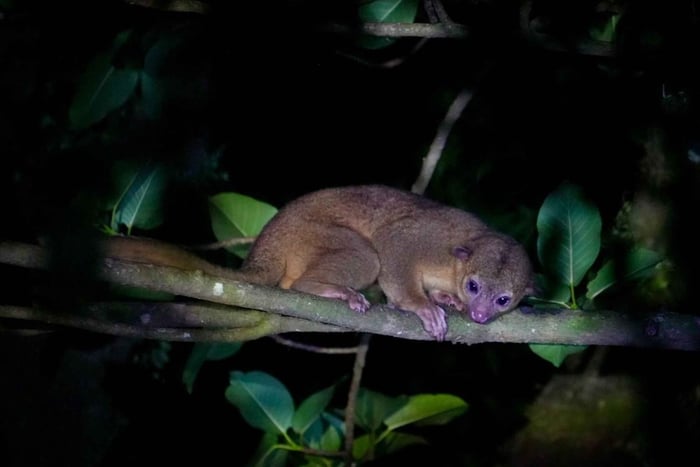 Monteverde: Paradise Night Walk with Agua Dulce