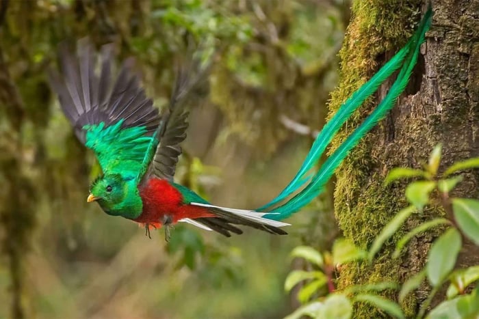 Monteverde: Quetzal Birdwatching Tour with Expert Guide