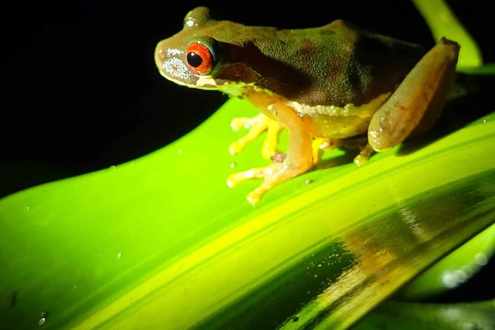 Monteverde: Tour noturno pela floresta tropical
