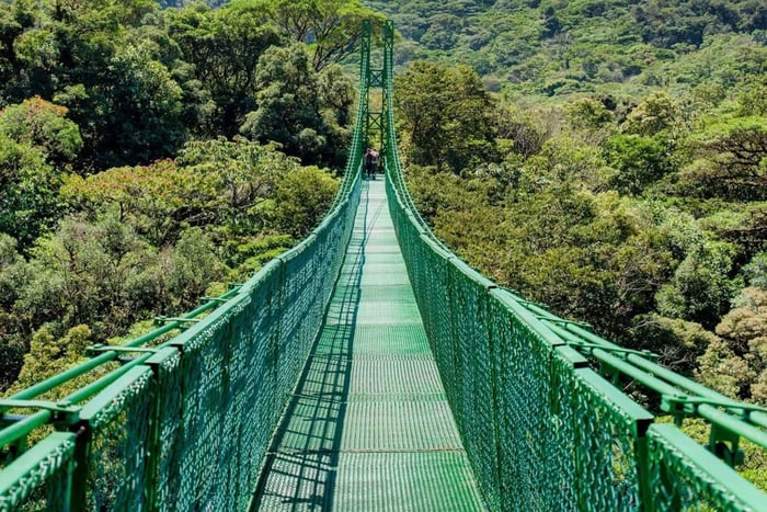 Monteverde: Exploração da Vida Selvagem a partir das Copas da Floresta Nublada