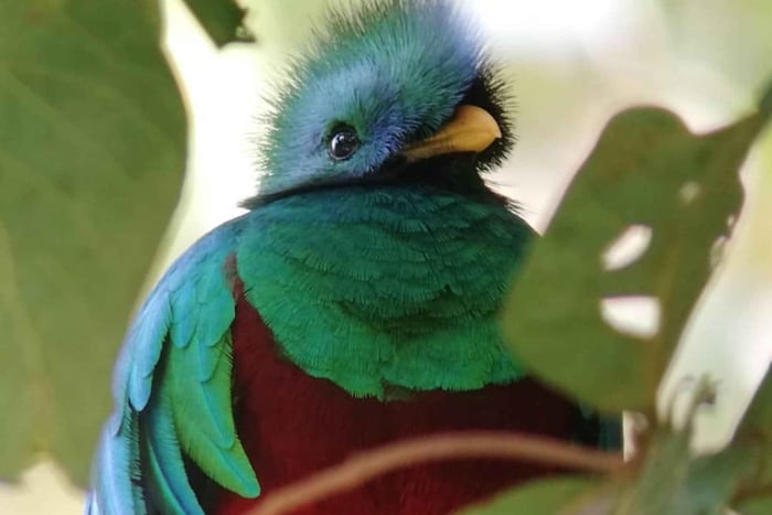 Fotografia naturalistica e birdwatching di uccelli tropicali a Monteverde