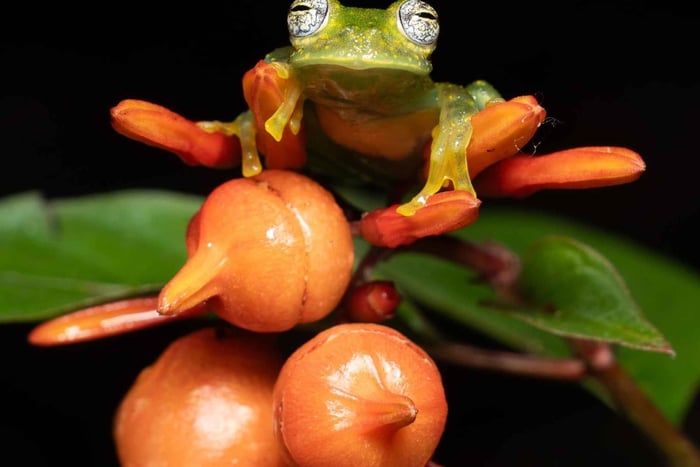 Tour notturno a Monteverde: fauna della foresta pluviale con guida naturalista