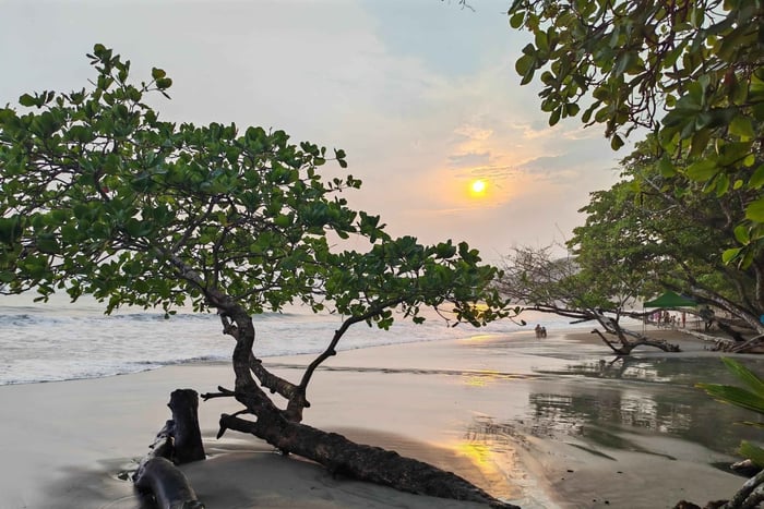 Visite privative : excursion au Manuel Antonio Beach Club et découverte de la faune