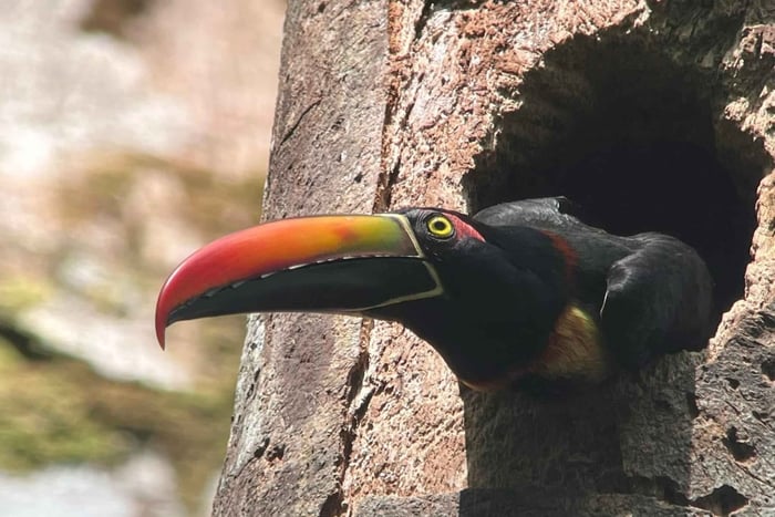 Puerto Jiménez: Birdwatching with an Expert Guide