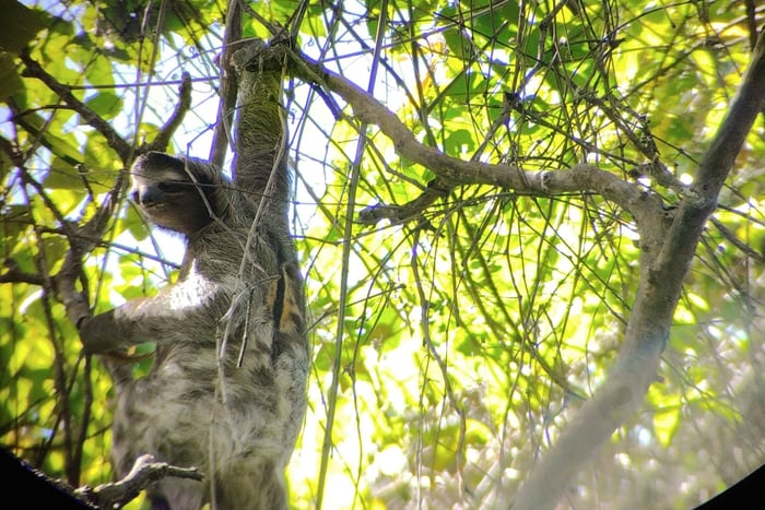 Puerto Limon: Cahuita National Park & Tortuguero Canal