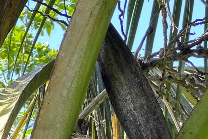 Puerto Viejo: Sloth Watching Tour