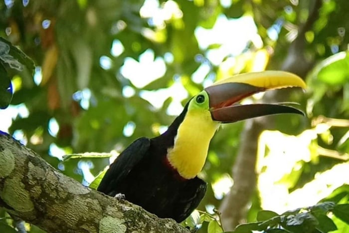 Quepos: Tour guiado pelo Parque Nacional Manuel Antonio