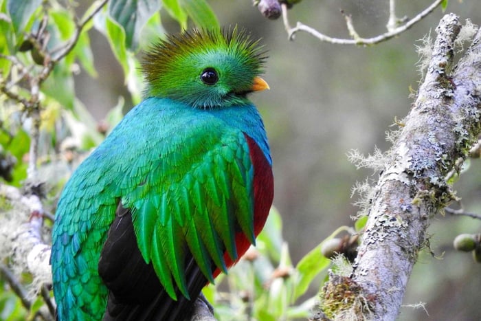 Quetzal : Expérience d'observation des oiseaux au Costa Rica - Los Quetzales