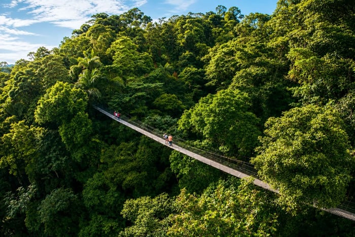 Tesori della foresta pluviale: pacchetto vulcano Arenal e ponti Mistico