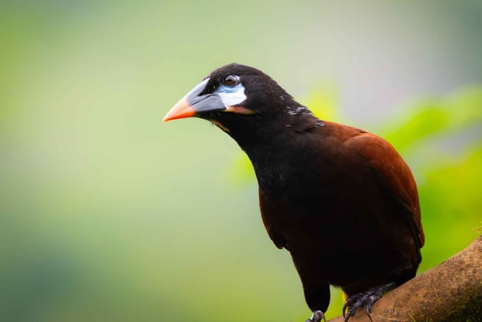 San José : observation des oiseaux avec guide et longue-vue