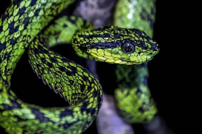 Santa Elena: Descubra a Vida Selvagem Oculta da Floresta – Excursão Particular