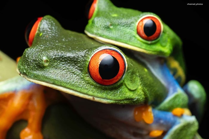Sarapiquí : visite sur la conservation des grenouilles de la forêt tropicale