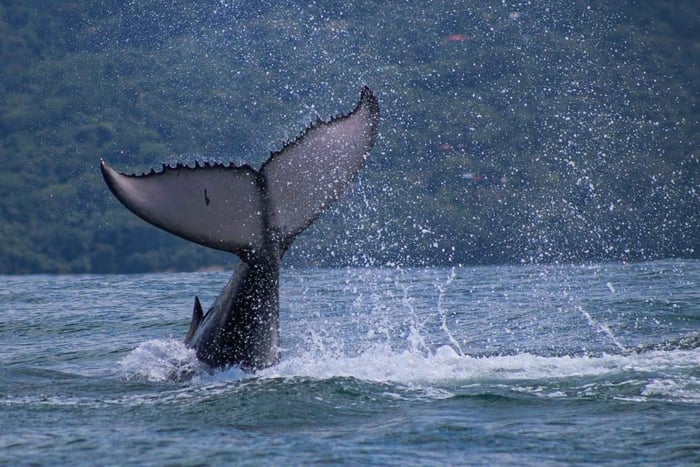 Sierpe: excursão de barco de 5 horas para observação de baleias e golfinhos