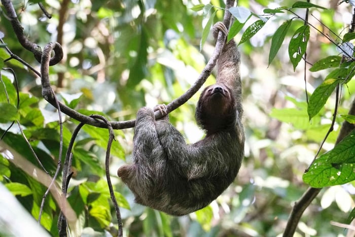 Observation des paresseux à la Fortuna avec guide Francophone