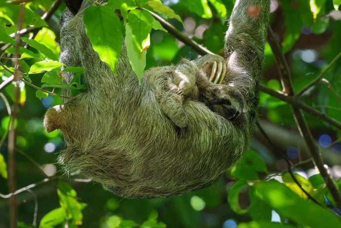 Visite d'observation des paresseux dans le parc national Manuel Antonio