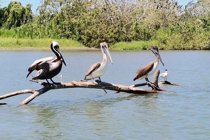 Special Boat Transport: Tortuguero-Moín and vice versa