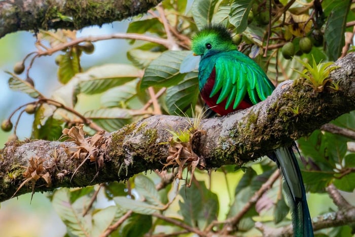 Special Wildlife Tour in Monteverde Cloud Forest