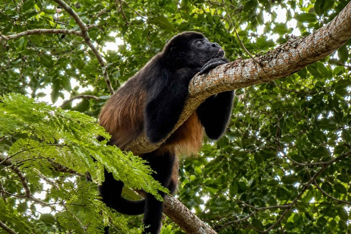 Tamarindo: Mangrove Sightseeing Tour and Wildlife Experience