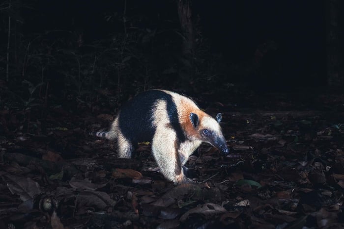 Caminhada noturna em Tamarindo
