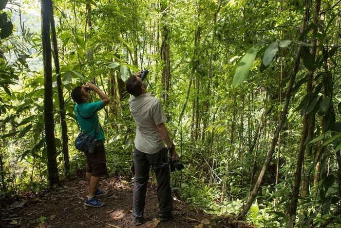 Tortuguero: Dagwandeling in het Nationaal Park Tortuguero (Jaguar)