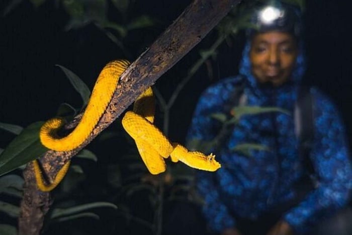 Tortuguero: Guided Night Walk Private trails in rainforest