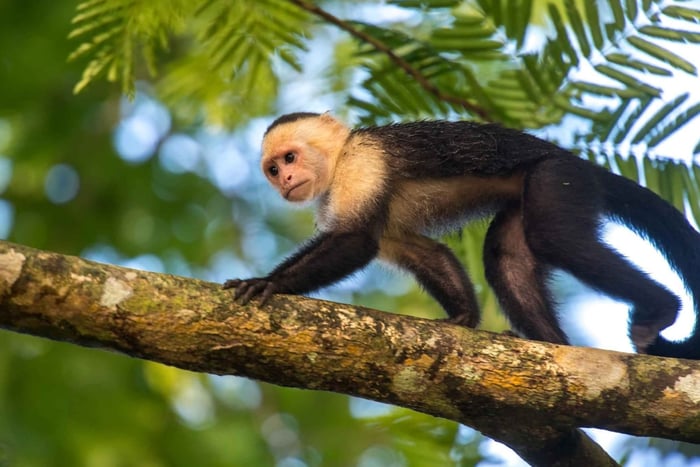Tortuguero nationalpark: Dagsvandring på Jaguar Trail