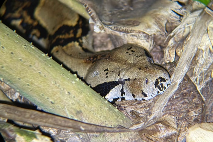 Tortuguero: Night Walking Tour and Guided Tour in French