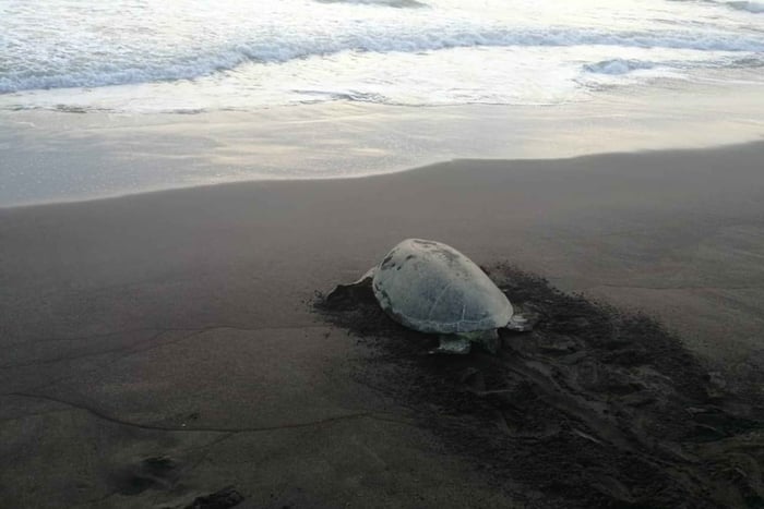 Tortuguero: The Majestic Green Turtle Nesting Tour