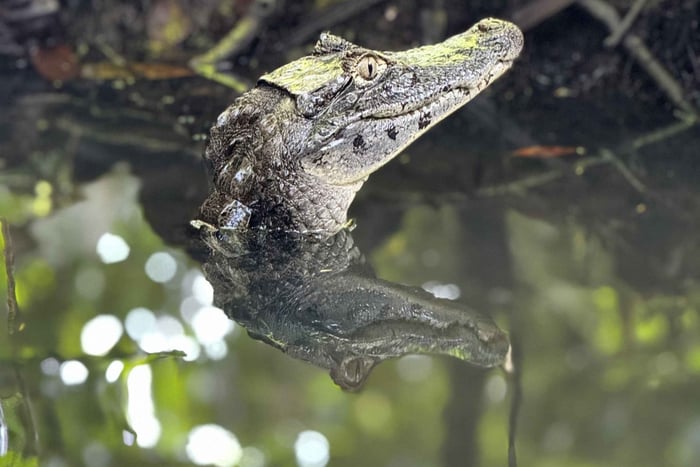 Tortuguero: Wycieczka do kanałów w Parku Narodowym Tortuguero
