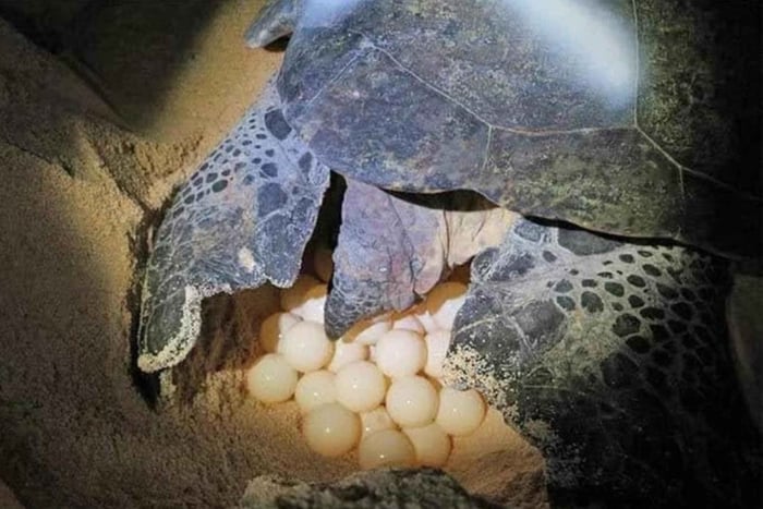 Desova de tartarugas e vida selvagem em Tortuguero