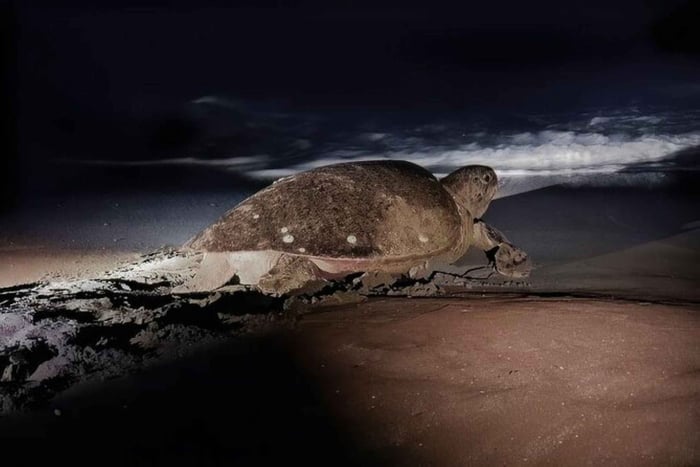 Tortuguero : excursion d'observation des tortues – tortue luth en mai, tortue verte en saison