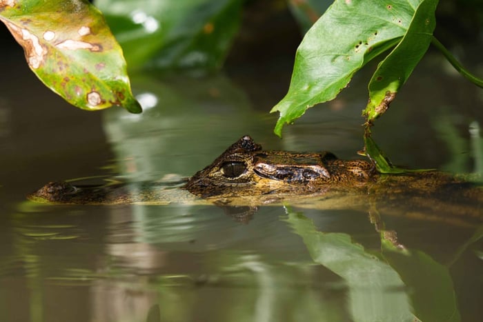 Tortuguero: 'Unforgettable' canoe tour in the Tortuguero National Park