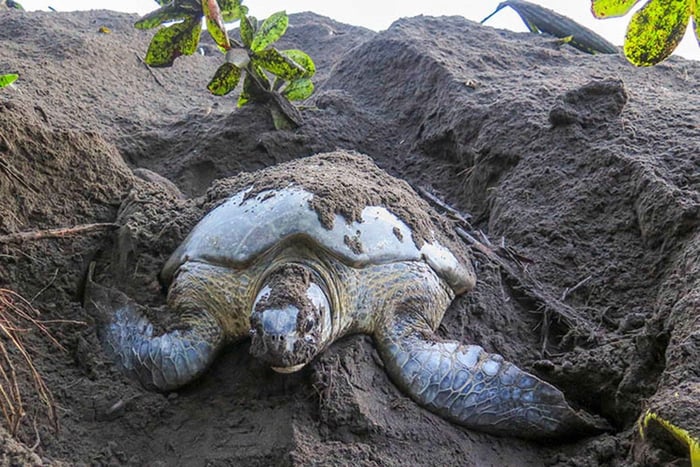 OBSERVATION DES TORTUES À TORTUGUERO COSTA RICA