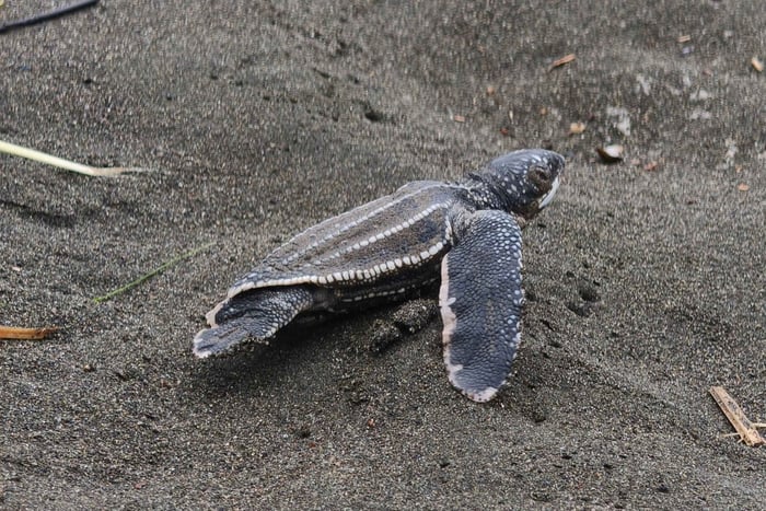 Observation des tortues à Tortuguero avec un guide naturaliste francophone